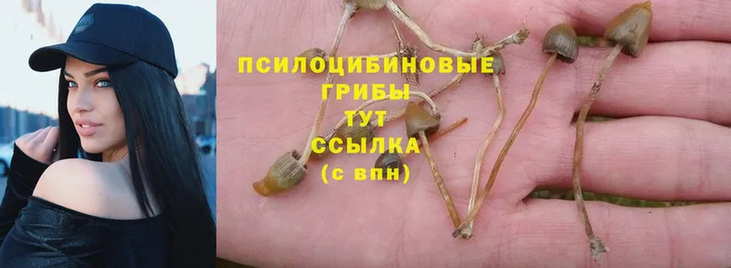 Псилоцибиновые грибы Psilocybine cubensis  Томск 